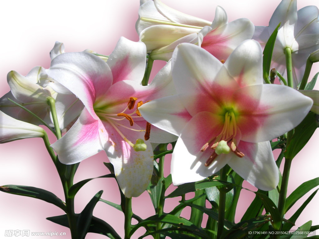 唯美百合花
