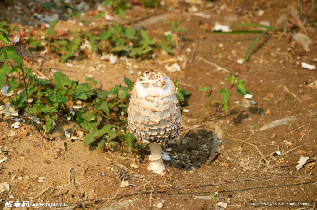 菌類