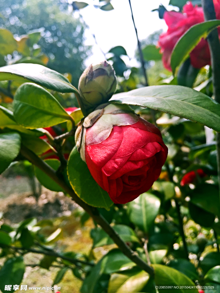 山茶花