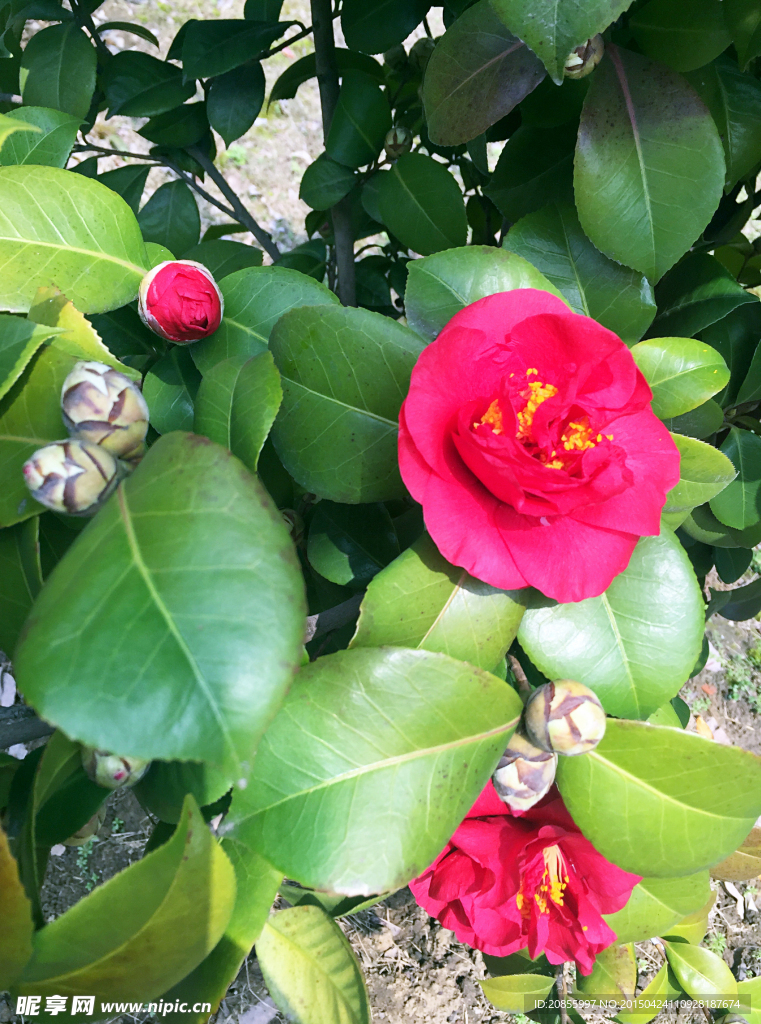 山茶花