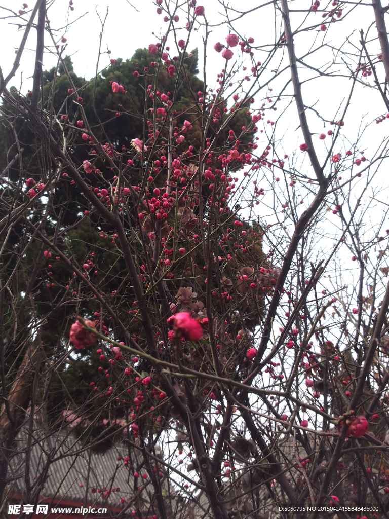 紅色花樹