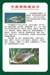 千岛湖鳊鱼