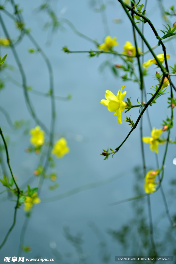 迎春花