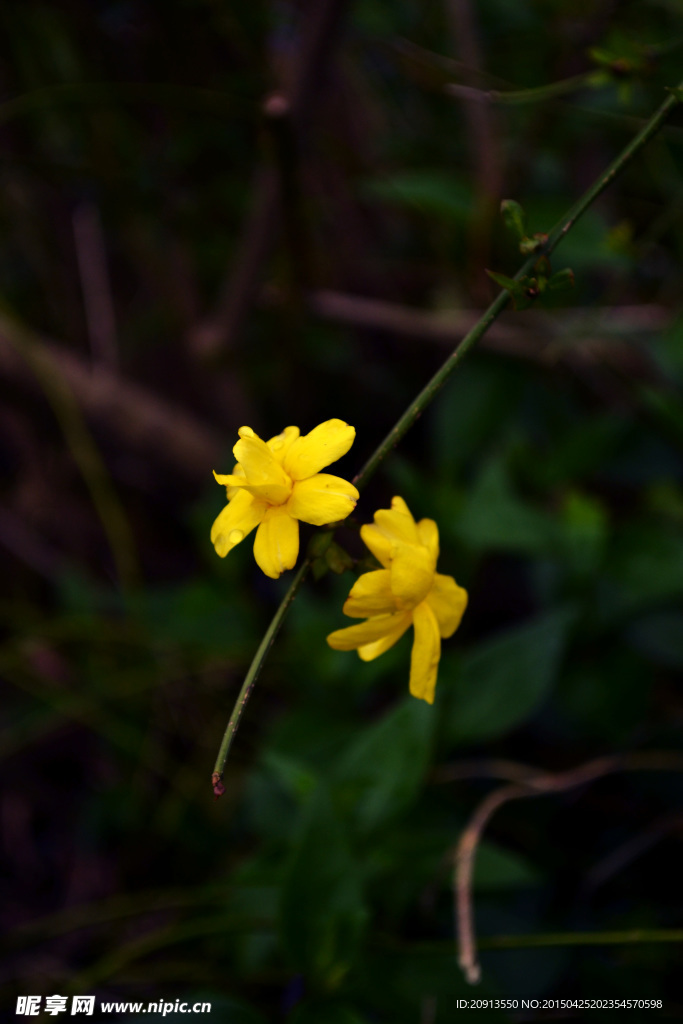 迎春花