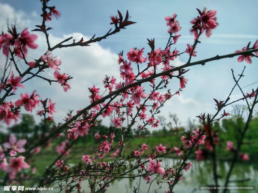 春天的美丽桃花