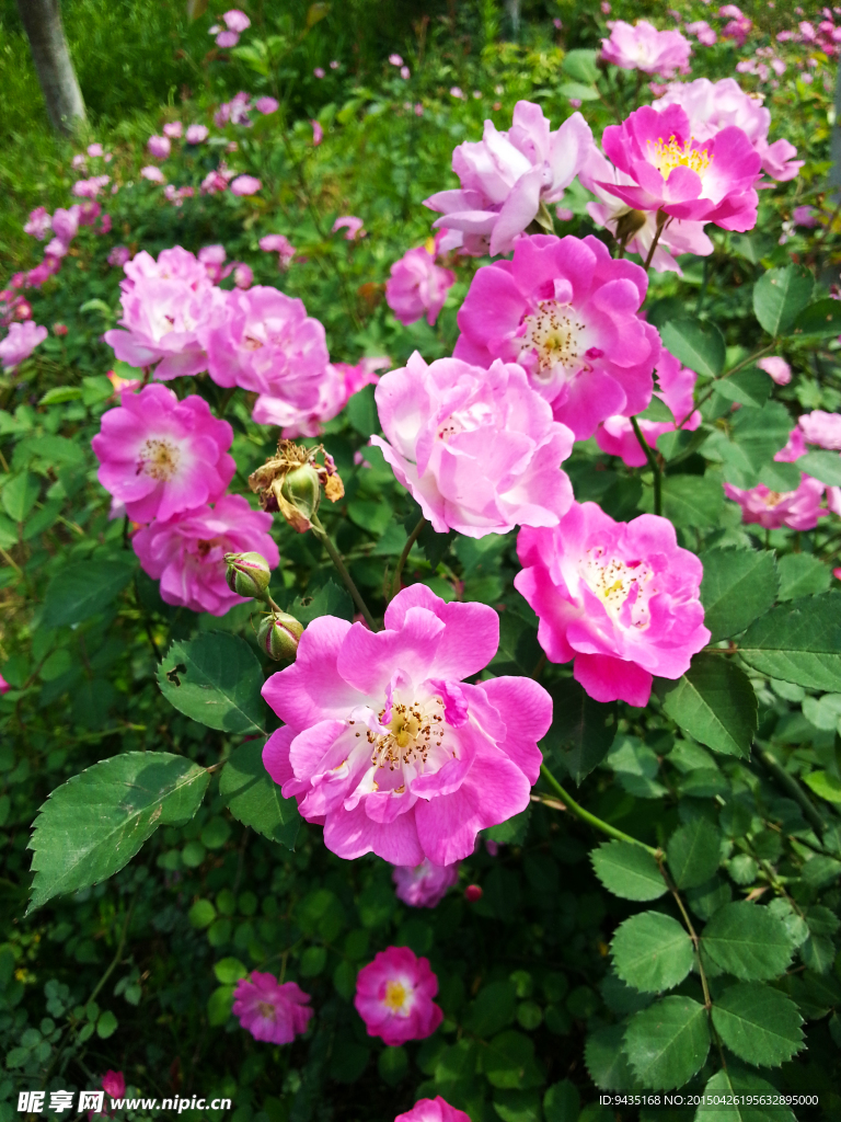 月季花
