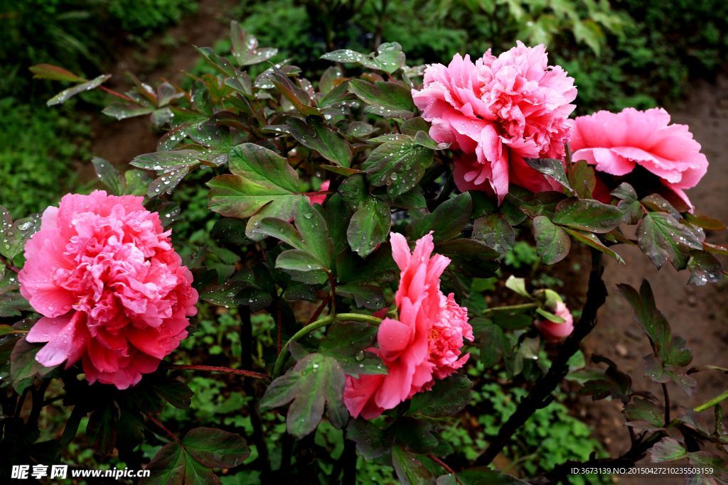 花