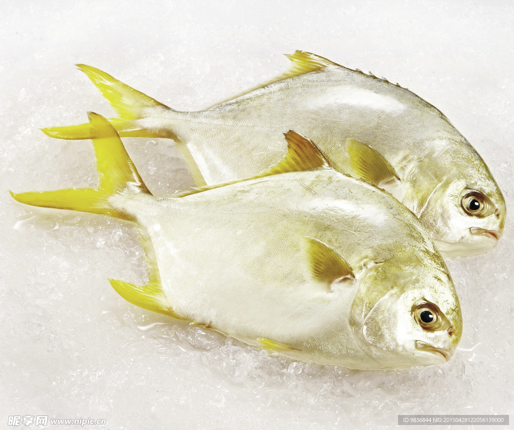 越南金昌魚