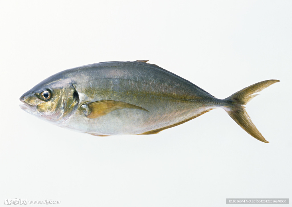 大西洋魳魚