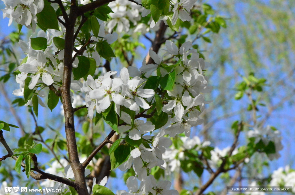 花開了