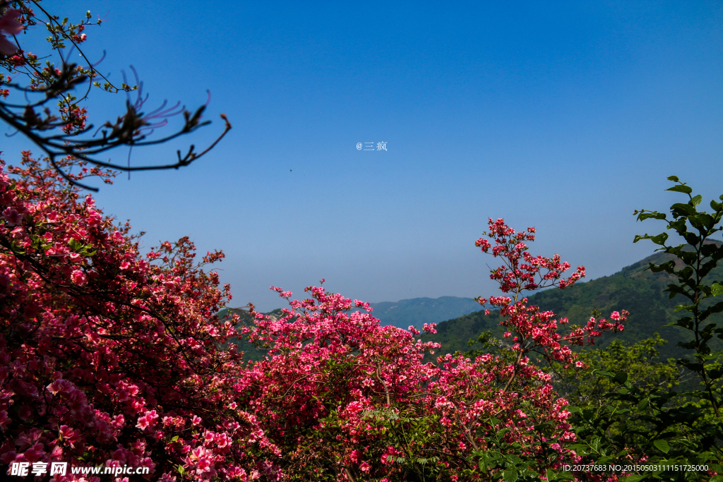 杜鵑花   云霧山