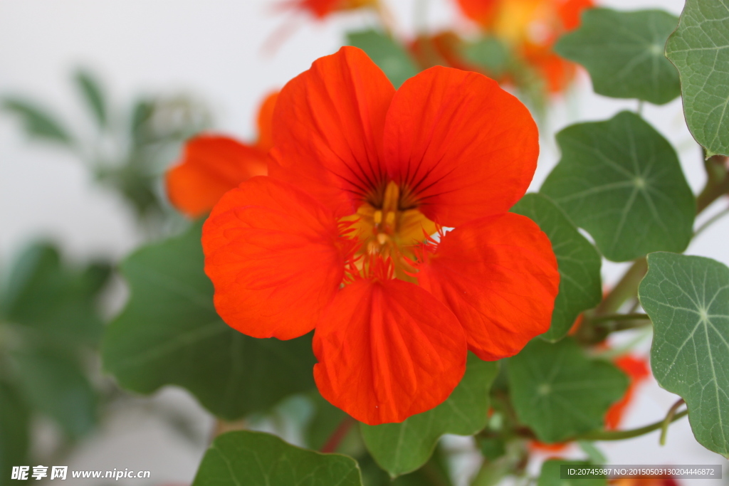 紅花