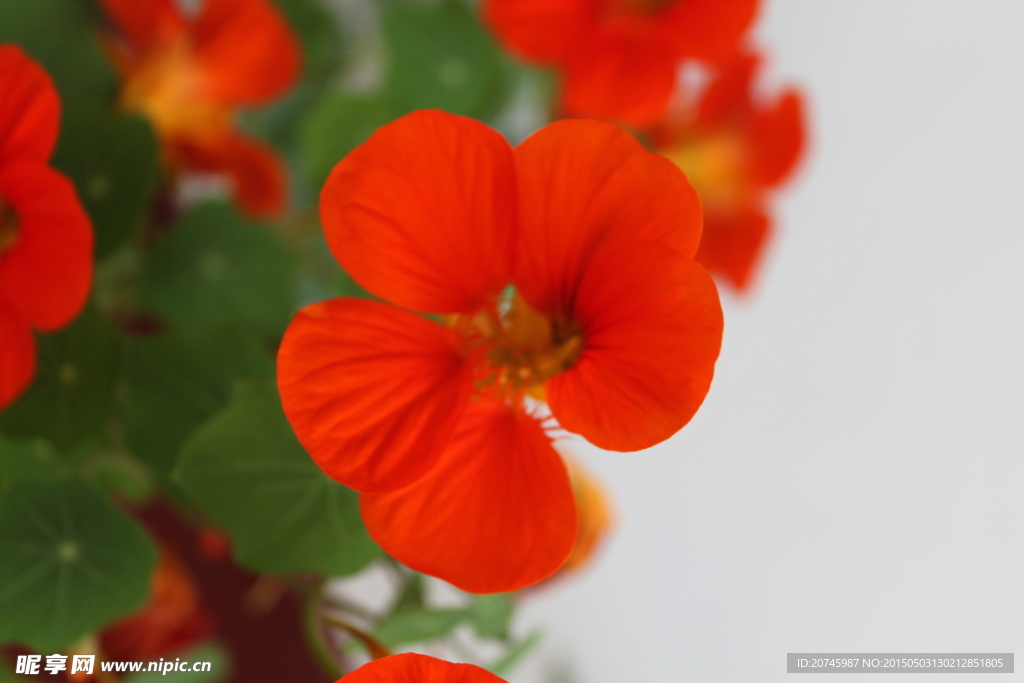 紅花
