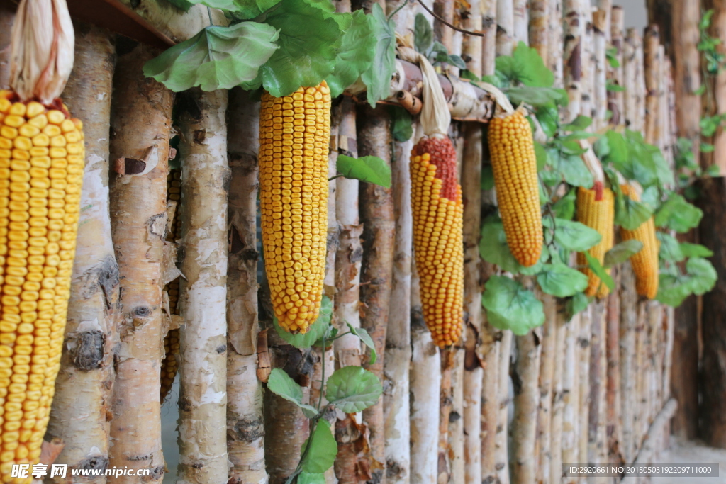 玉米 挂在栅栏上