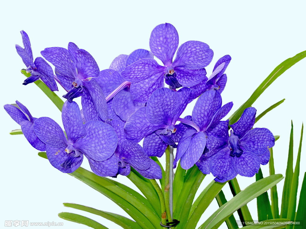 紫色蘭花