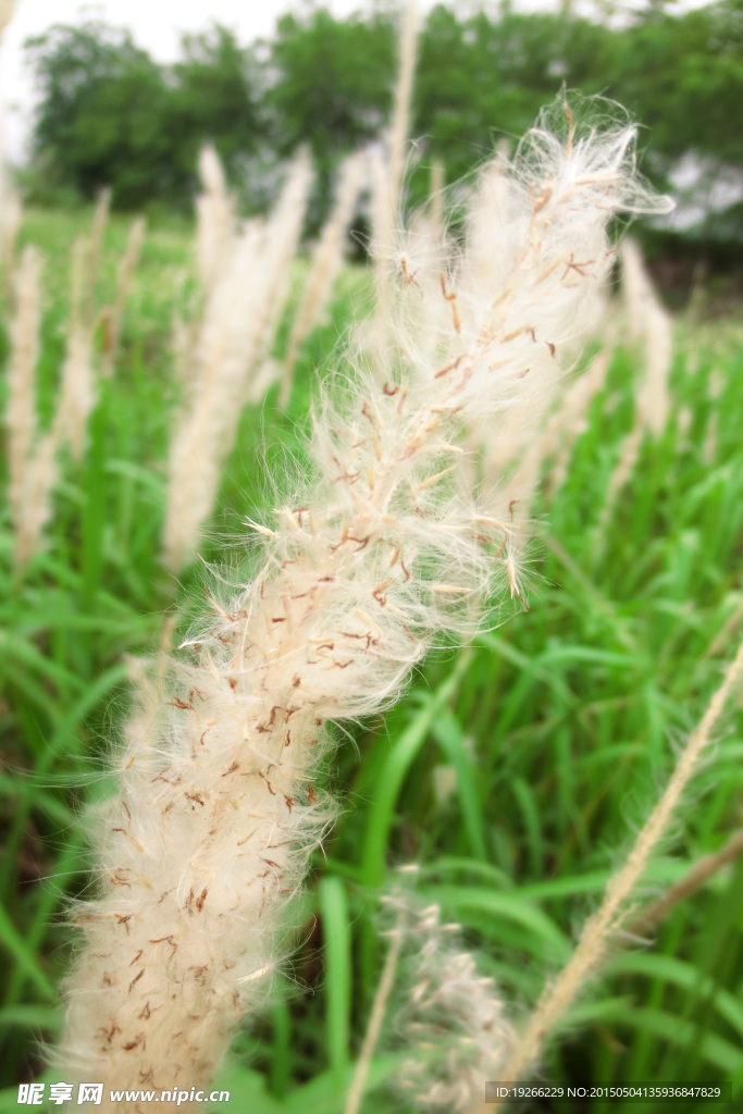 白茅草