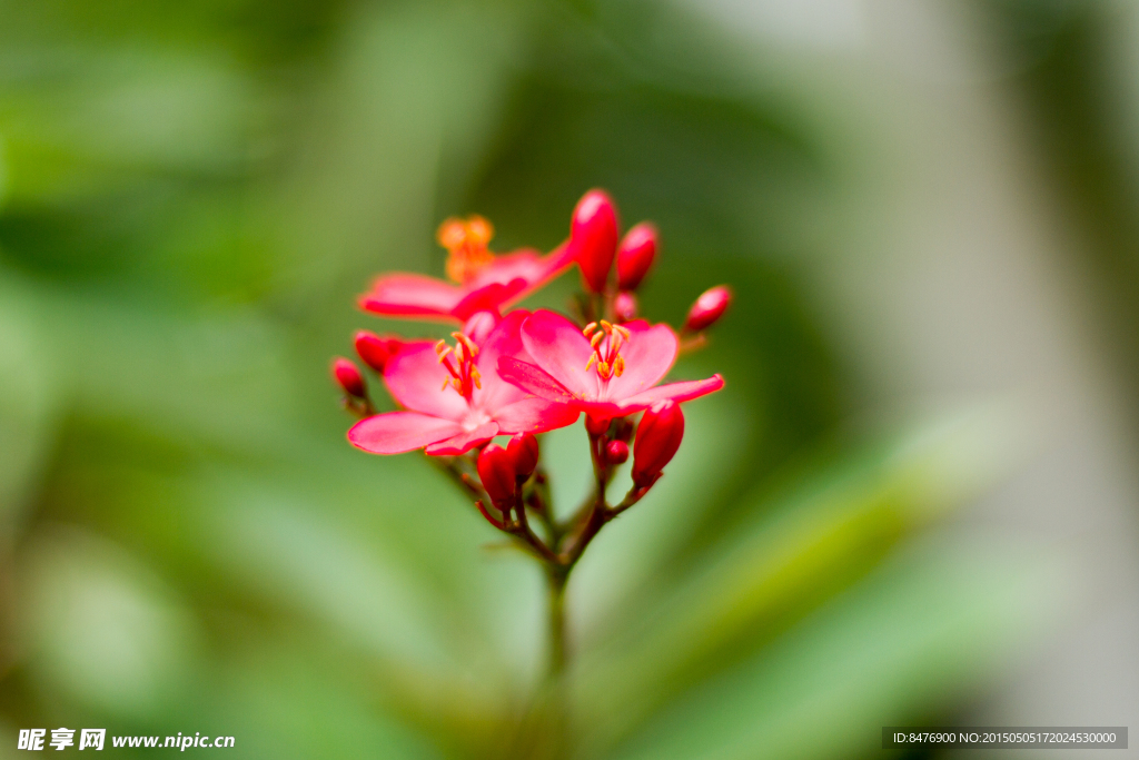 紅色夾竹桃花
