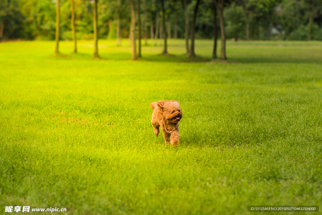 貴賓犬