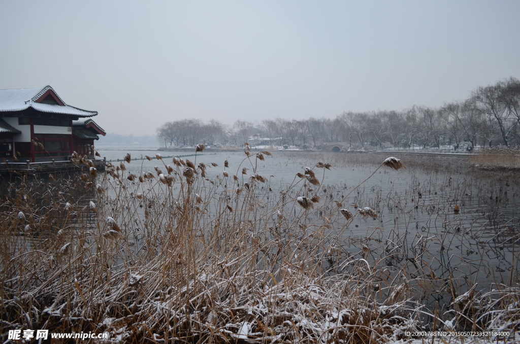 大明湖 雪景 殘荷