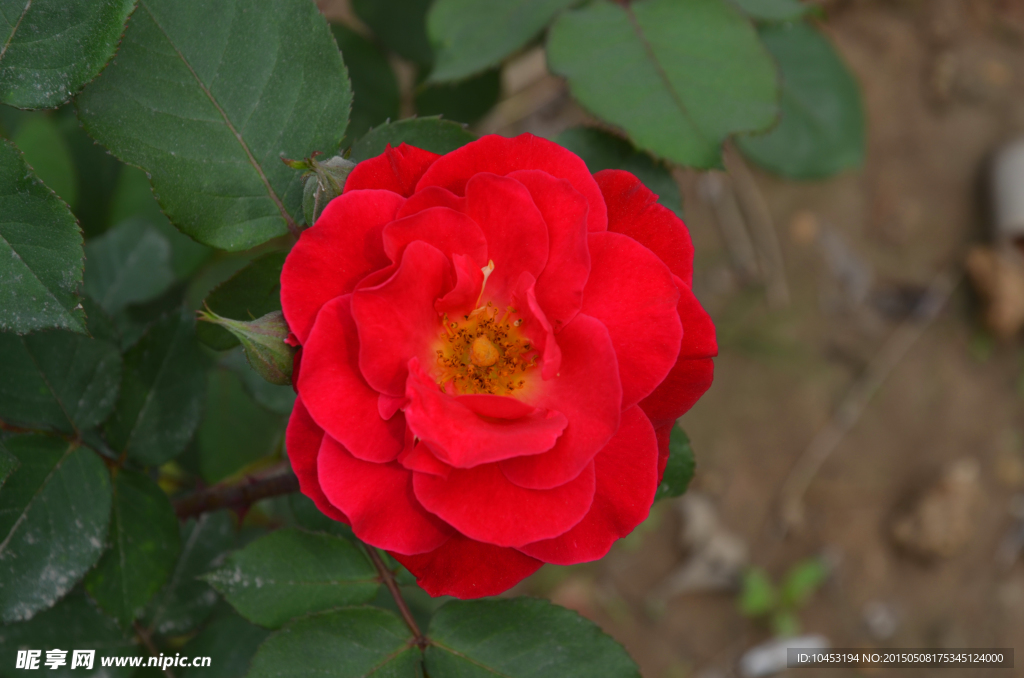 紅月季花