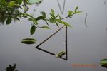 水面的荷葉