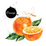 水彩水果橙子
