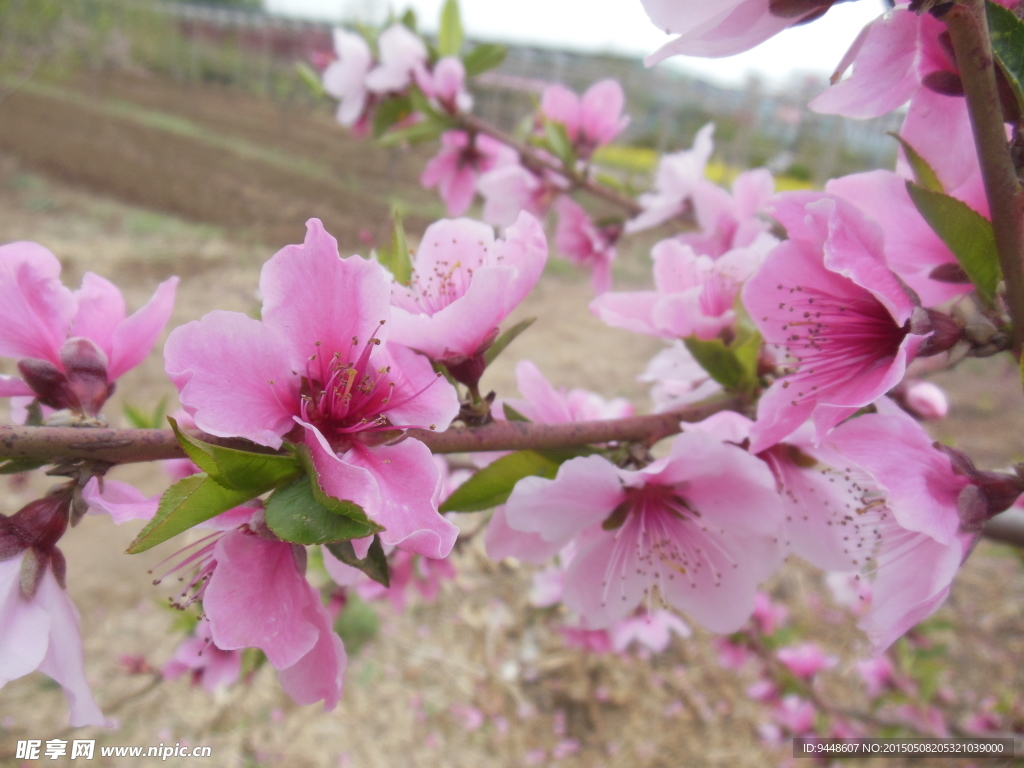 粉色桃花