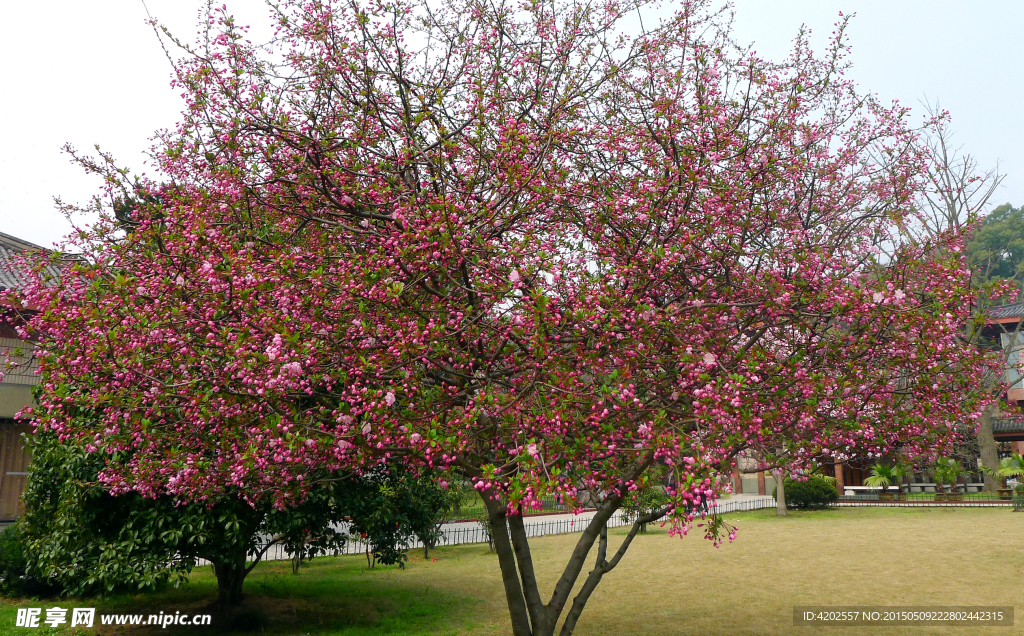 桃花树全景图片