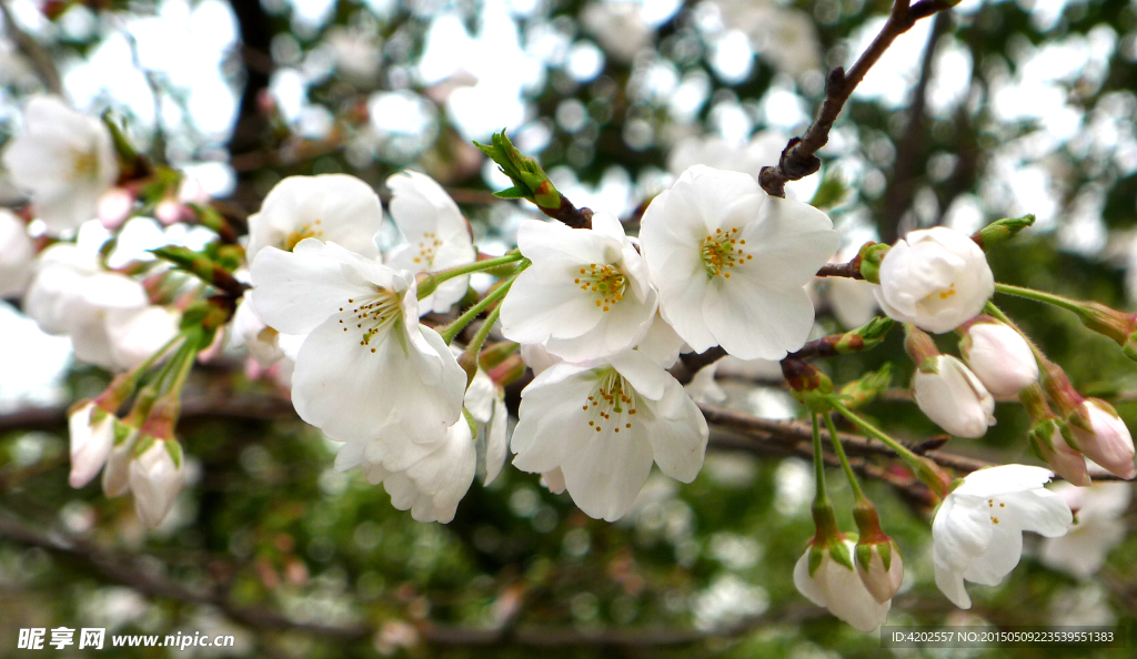 白色樱花图片