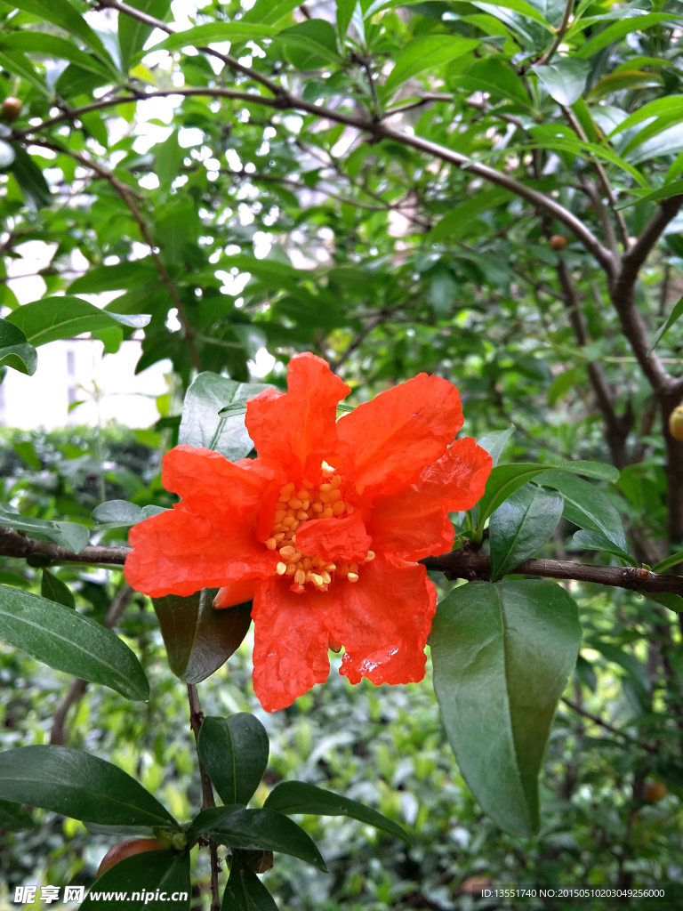 石榴花