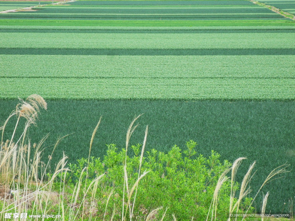 草原