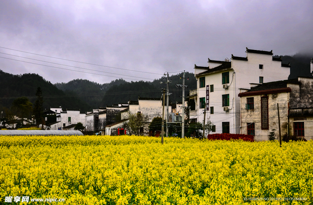思溪延村油菜花