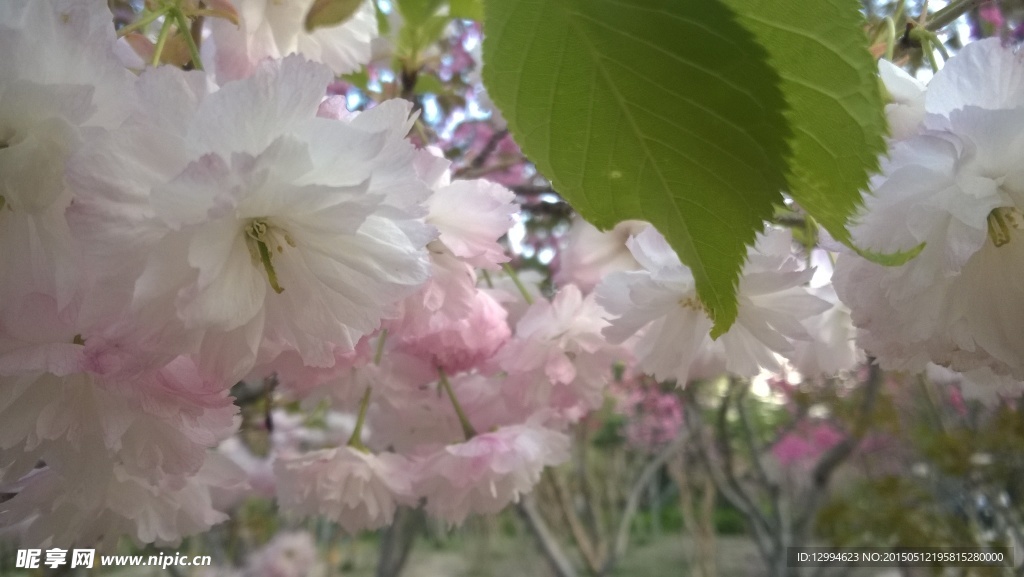 桃花林