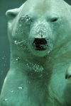 水底的熊