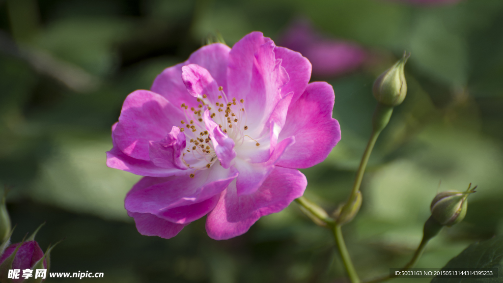 山野月季花