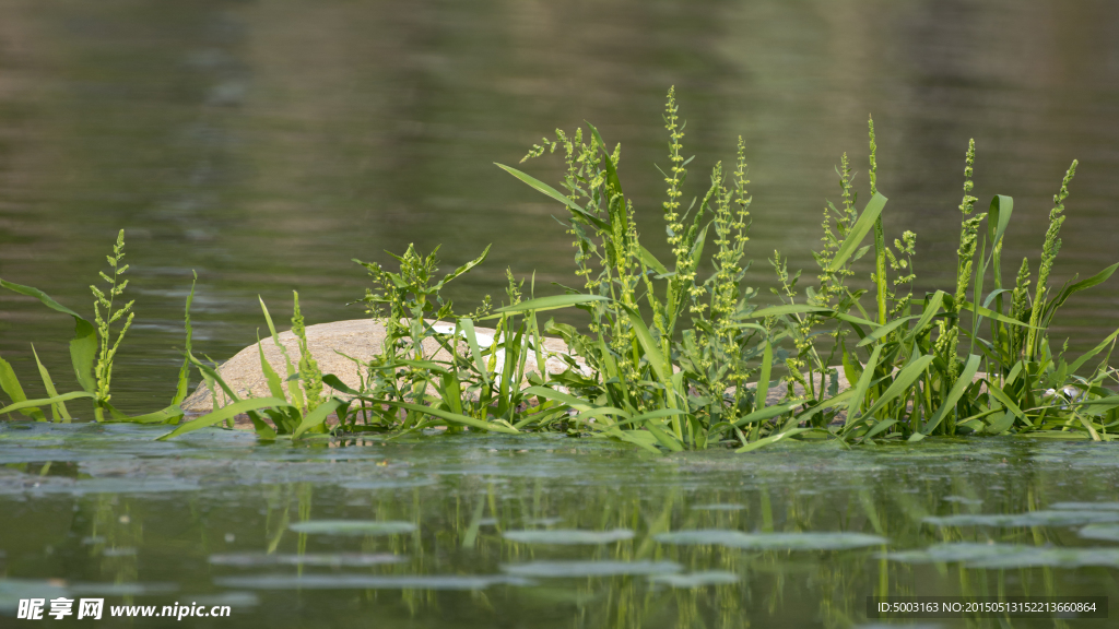 水草