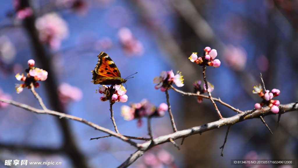 春之蝶