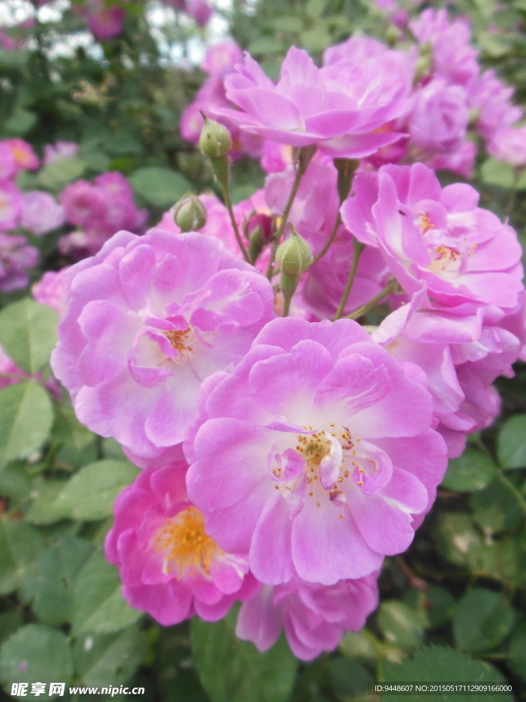 粉色薔薇花