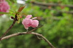 櫻花
