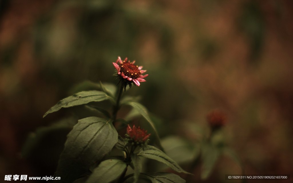 花卉