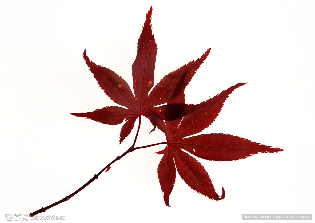 紅葉