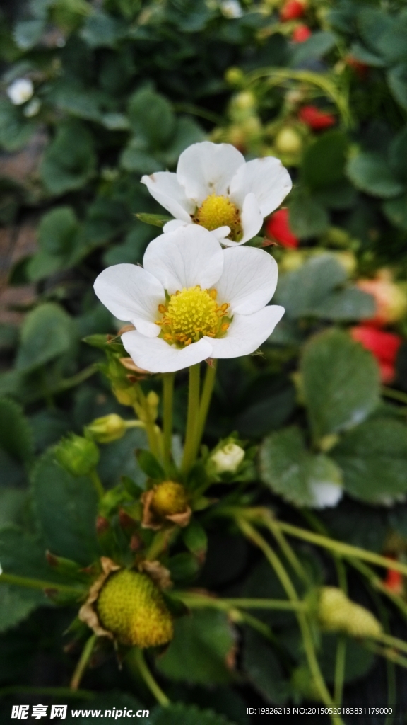 草莓花 草莓