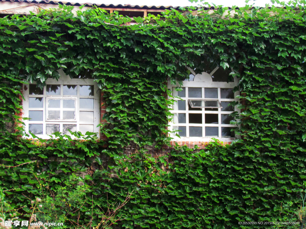 綠色小屋