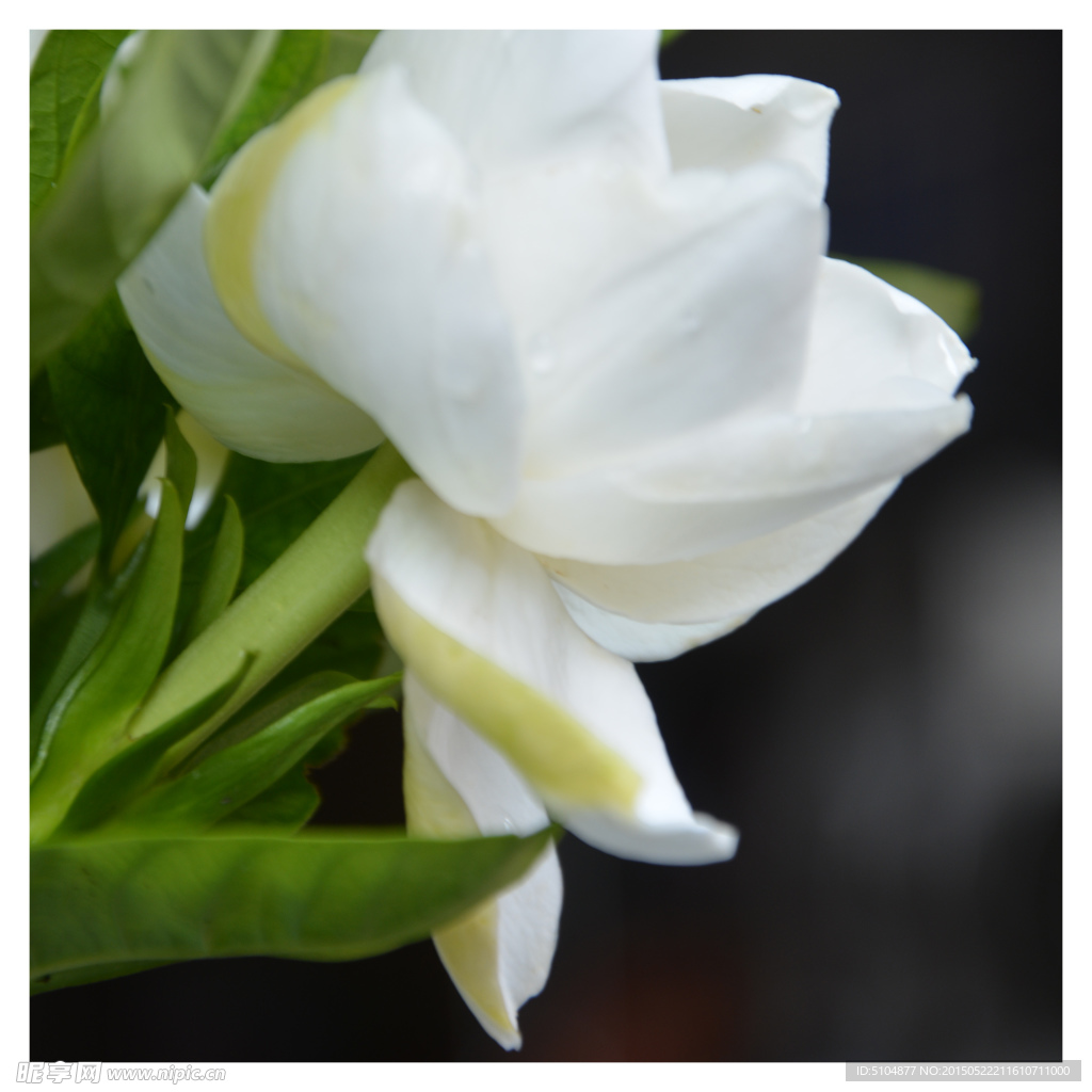 純白色梔子花