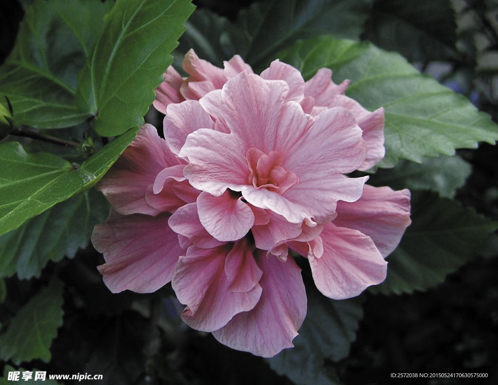 芙蓉