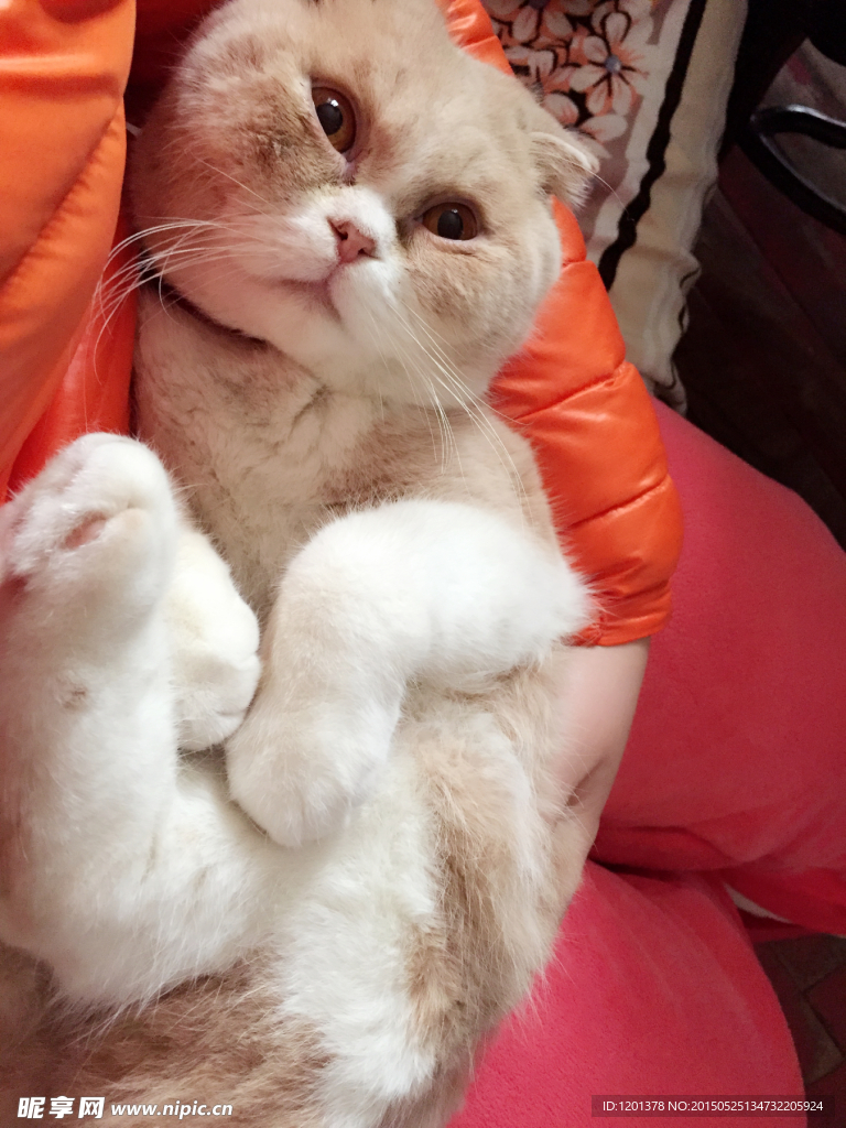 肥貓