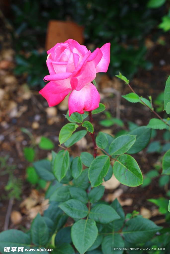 粉色月季花