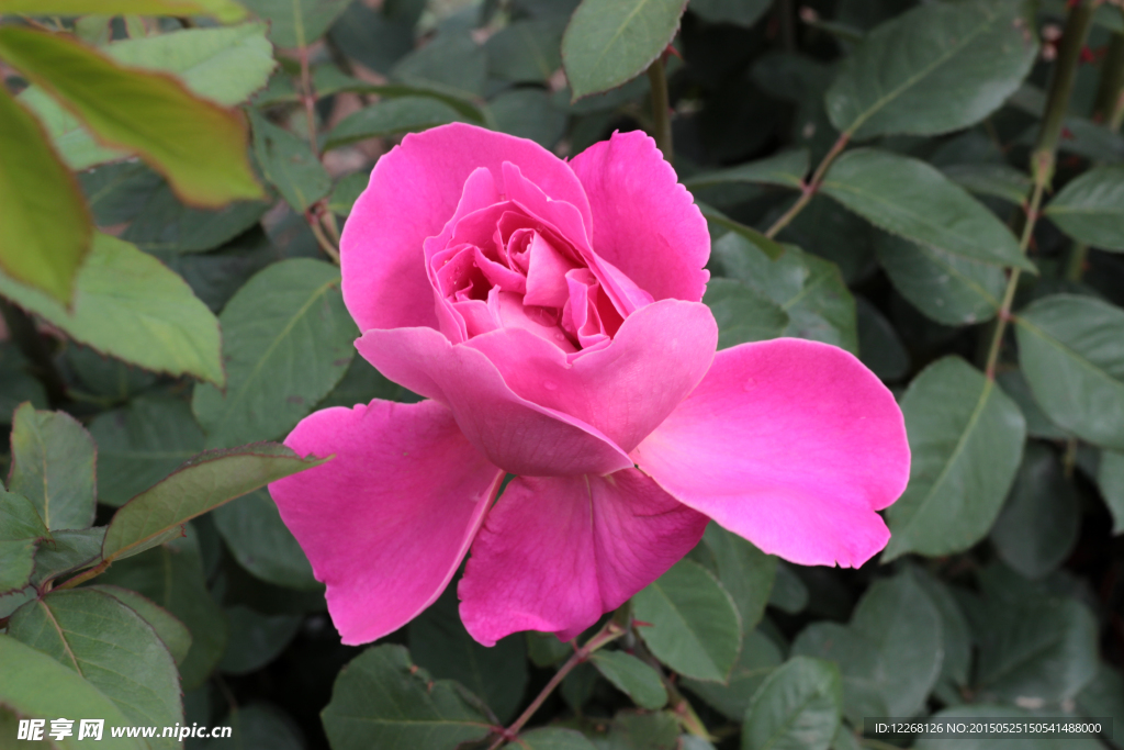 粉色月季花