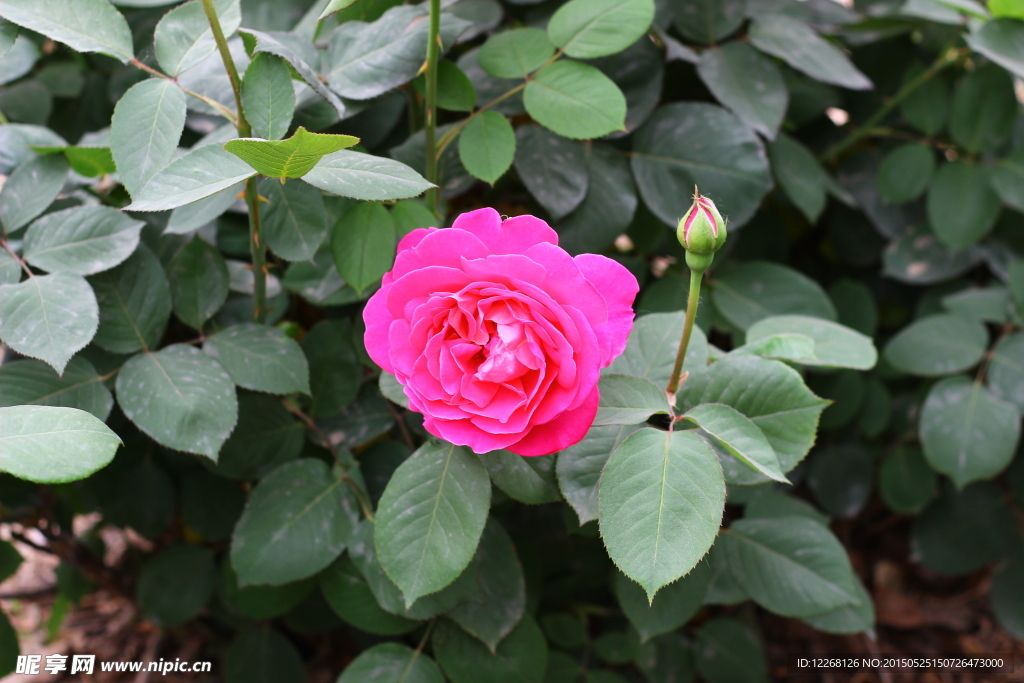 粉色月季花