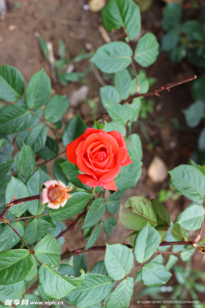 紅色月季花